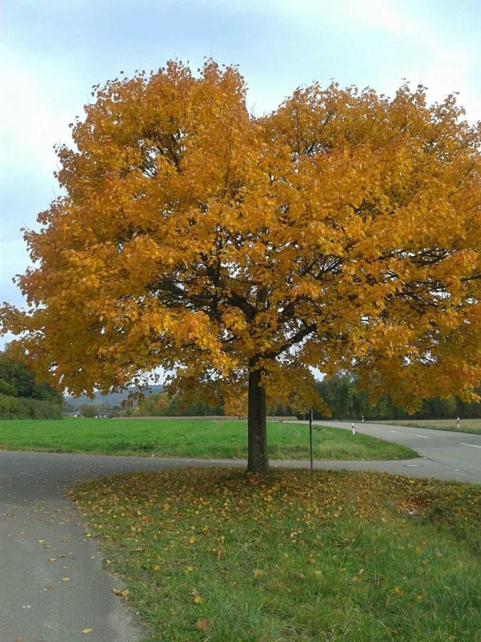 Galerie Ueber Den Gaerten Herbolzheim Eksteriør bilde